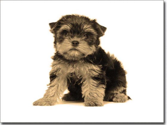 Preview: Fotofolie Yorkshire Terrier Baby Preview: Fotofolie Yorkshire Terrier Baby