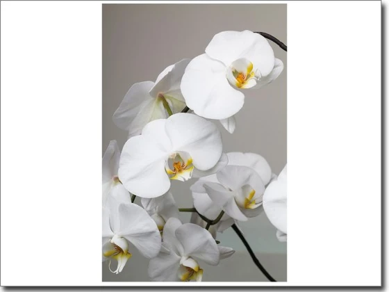 Foliendruck mit weisser Orchidee