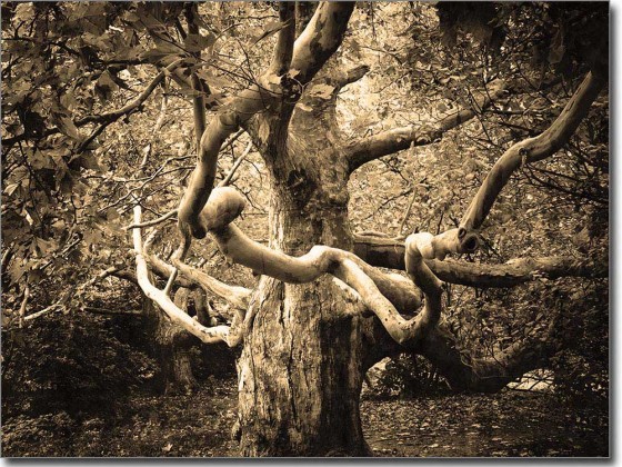 Preview: Glasprint Wunderbaum