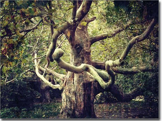 Preview: Glasprint Wunderbaum