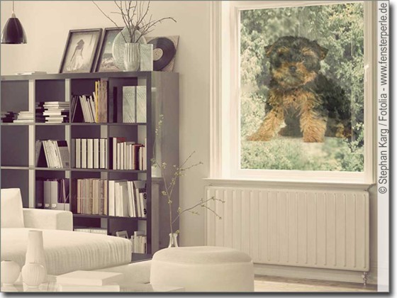 Preview: Fotofolie Yorkshire Terrier Baby Preview: Transparente Fotofolie mit Yorkshire Terrier Baby