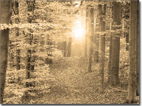 Preview: Glasbild Herbstwald Preview: Glasbild Herbstwald