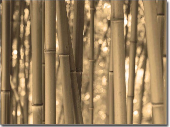 Preview: Selbstklebendes Bild Bambus