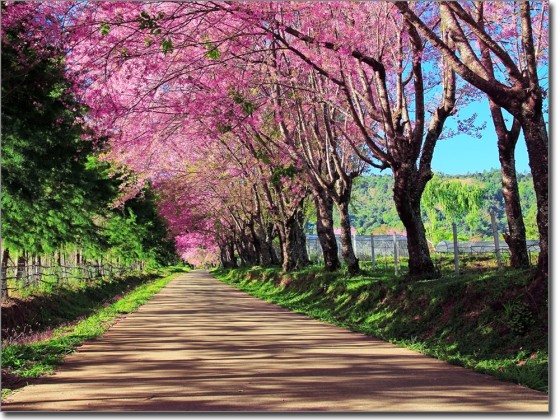 Preview: Foliendruck Kirschbäume