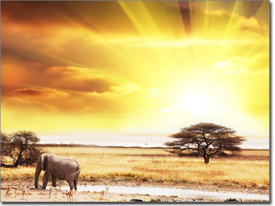 Preview: Glasprint Elefant in der Savanne Preview: Glasprint Elefant in der Savanne