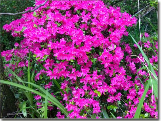 Preview: Fensterfoto Alpenrose