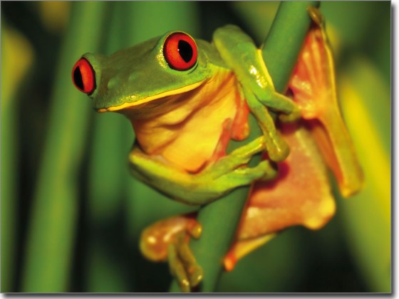 Preview: Folie für Glas mit Frosch
