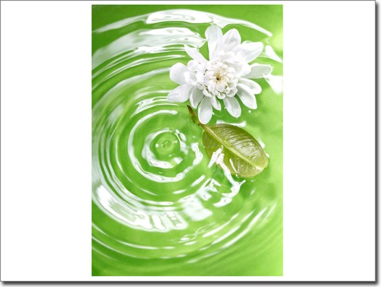 Preview: Glasdruck Seerose