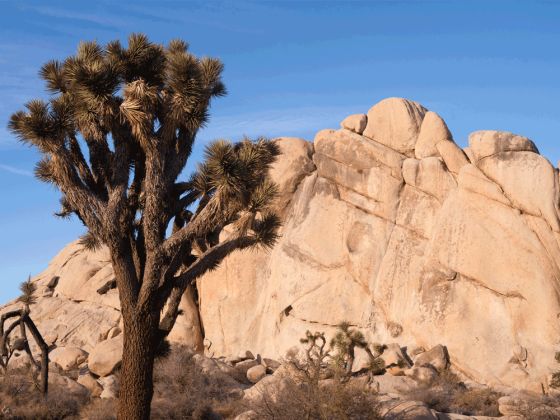Preview: Fotofolie Joshua Tree USA