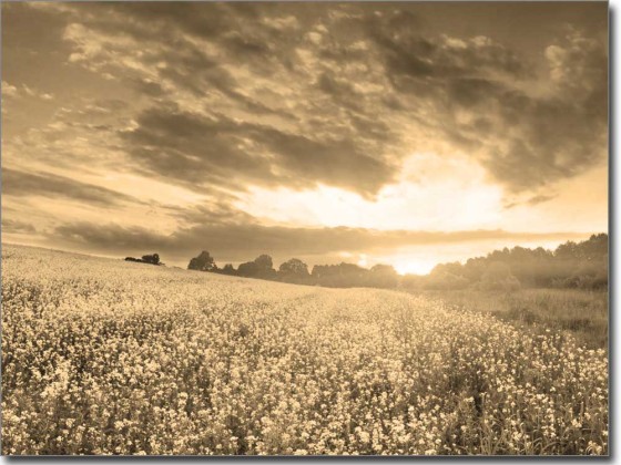 Preview: Landschaft im Sommer