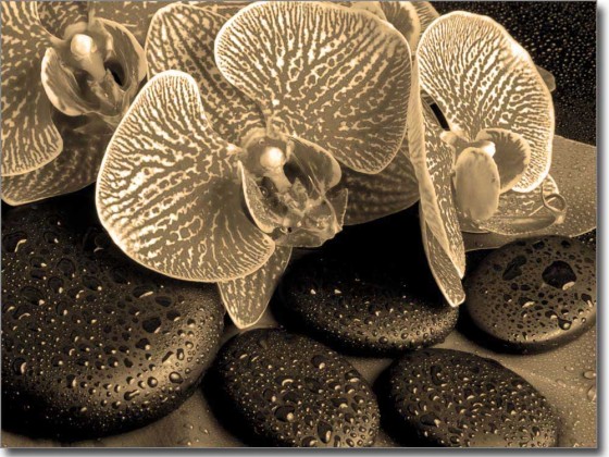 Preview: Fensterfoto Orchidee