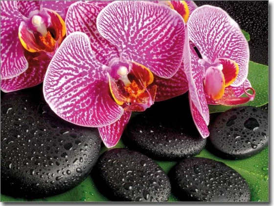 selbstklebendes Fensterbild mit Wellnessmotiv Orchidee und Steine