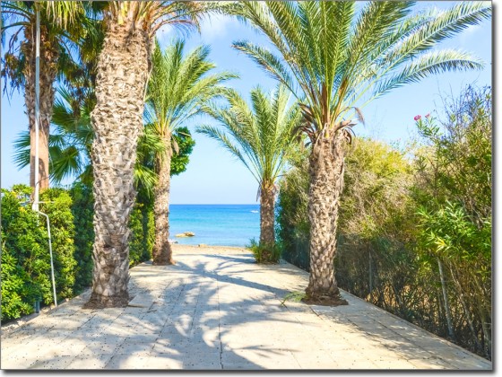 Preview: Foliendruck Palmenallee