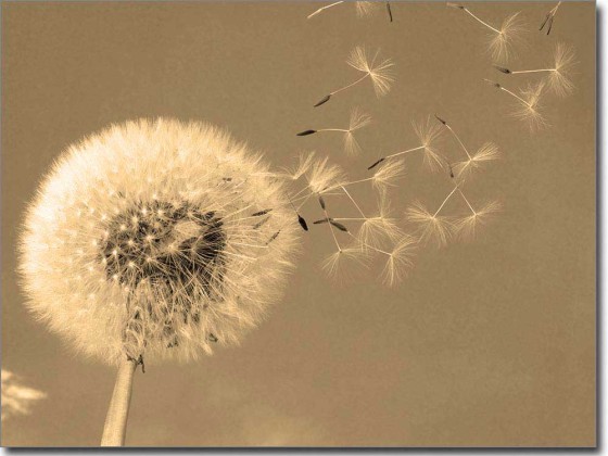 Preview: Glasbild Pusteblume Preview: Glasbild Pusteblume