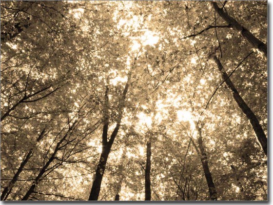 Preview: Bild für Glas Sommerwald