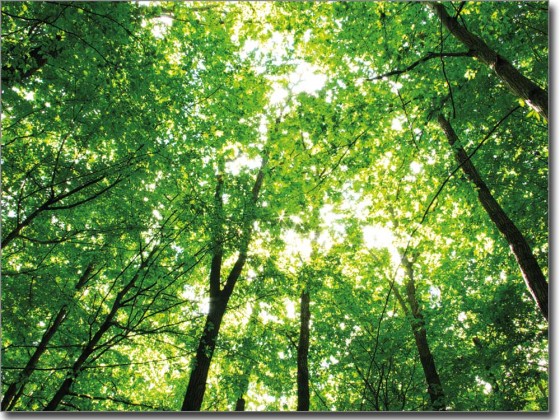 Preview: Bild für Glas Sommerwald