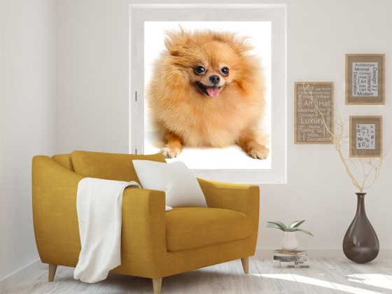 Preview: Fotofolie Spitz Baby