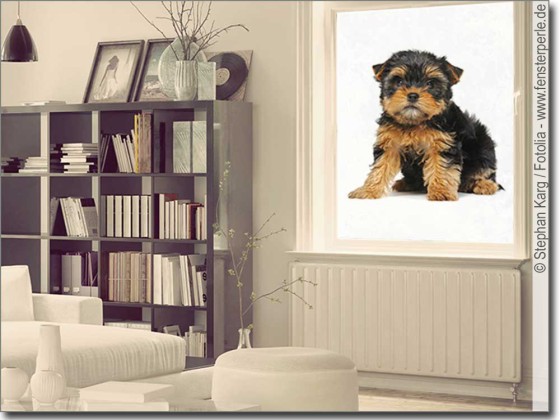 Preview: Fotofolie Yorkshire Terrier Baby Preview: Fotofolie Yorkshire Terrier Baby