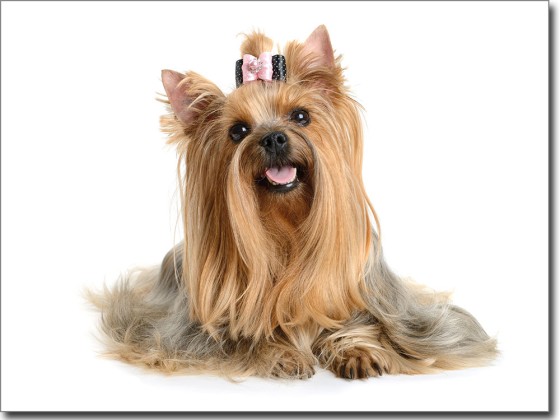 Preview: Fotofolie für Glas Yorkshire Terrier Preview: Fotofolie für Glas Yorkshire Terrier farbig