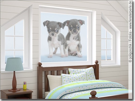 Preview: Fotofolie Chihuahua Babys Preview: Transparente Fotofolie Chihuahua Babys