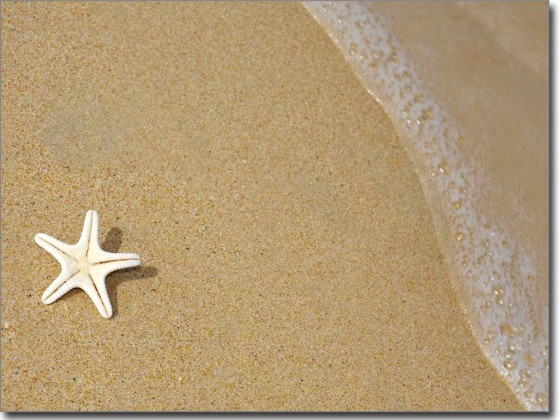 Preview: Fotofolie Seestern im Sand