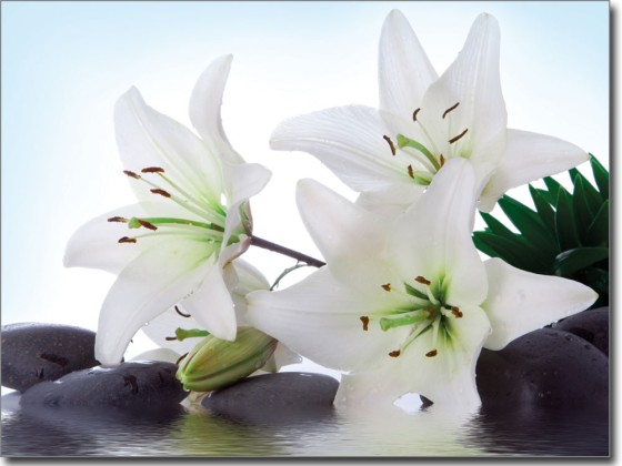 Preview: Fotofolie Spa Lilie