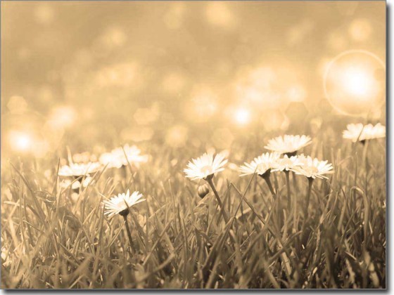 Preview: Wiese im Sommer