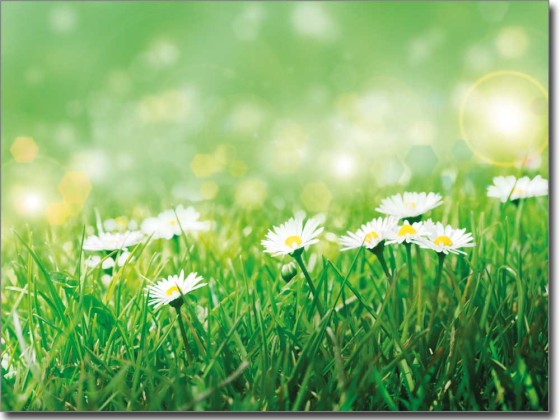 Preview: Wiese im Sommer