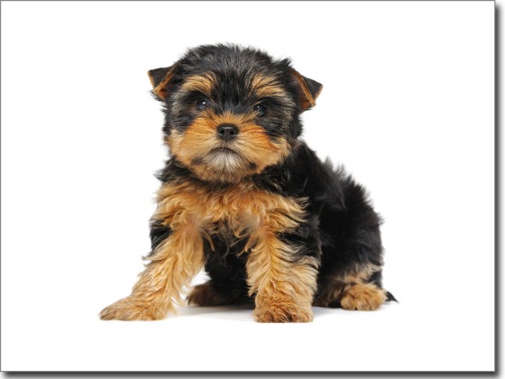 Preview: Fotofolie Yorkshire Terrier Baby Preview: Fotofolie mit Yorkshire Terrier Baby