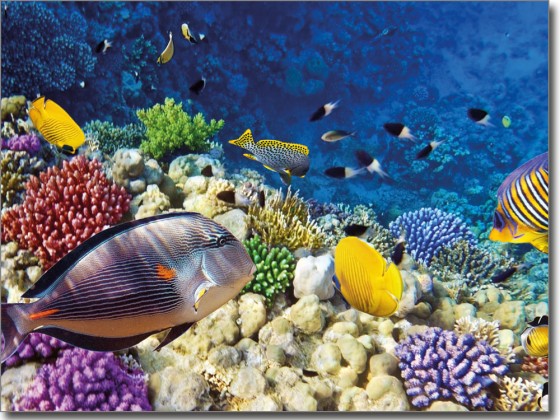 Preview: Fensterbild Folie Fische