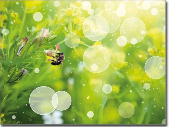 Fensterbild Biene farbig - Selbstklebende Fotofolie