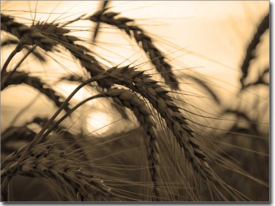 Preview: Foliendruck Abendsonne