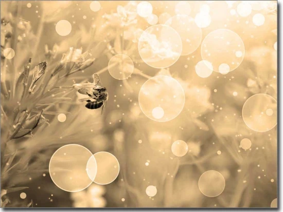 Fensterbild Biene sepia - Selbstklebende Fotofolie
