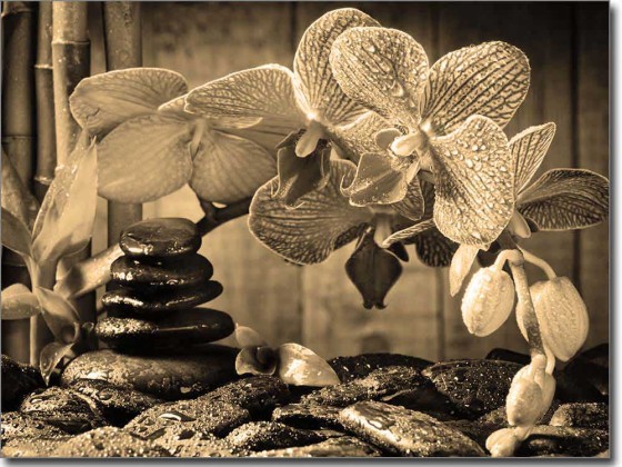 Preview: Fotofolie Wellness Orchidee Preview: Fotofolie Wellness Orchidee