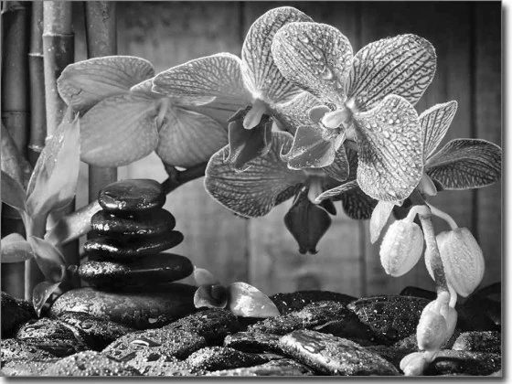 Fensterbild mit Wellness Orchidee in schwarzweiß