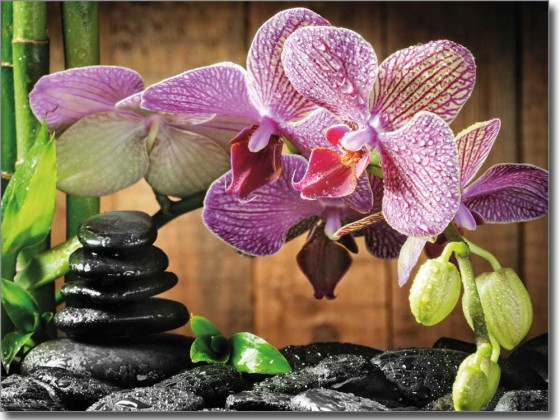 Fotofolie Wellness Orchidee