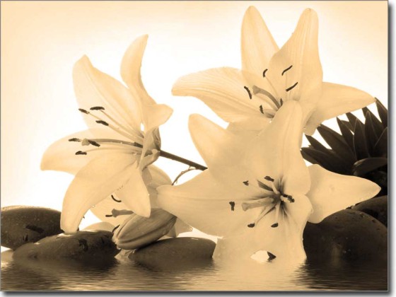 Preview: Fotofolie Spa Lilie