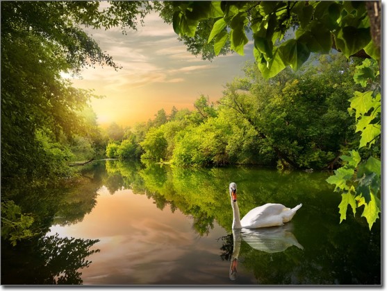 Preview: Fotofolie Schwan im See Preview: Fotofolie Schwan im See