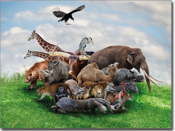 Preview: Glasbild Tierwelt Preview: Glasbild Tierwelt
