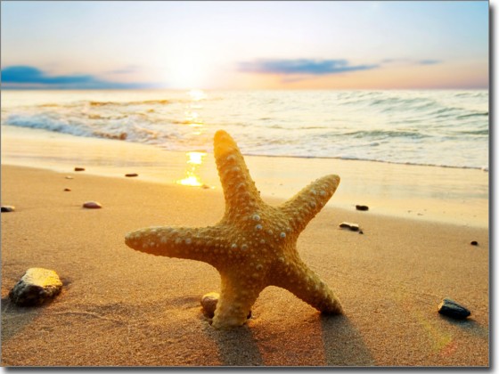 Preview: Fensterbild Seestern