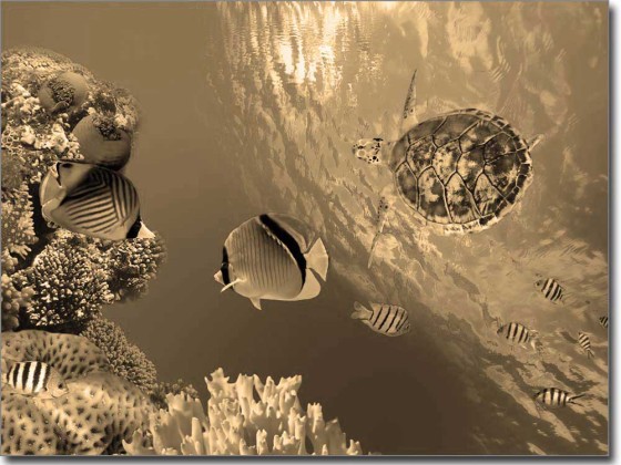 Preview: Fotofolie Unterwasserwelt Preview: Fotofolie Unterwasserwelt