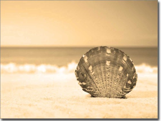 Preview: Wellness Muschel