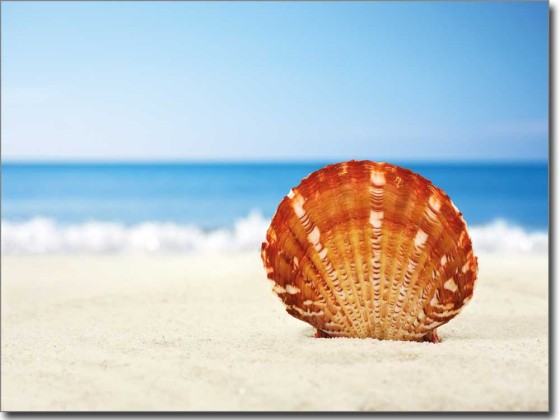 Preview: Wellness Muschel