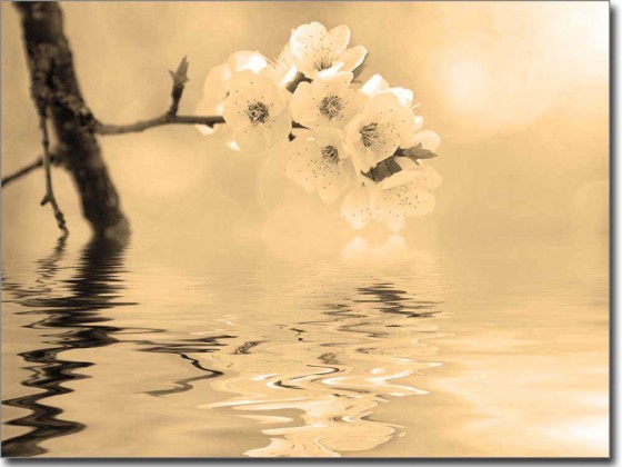 Preview: Erfrischende Kirschblüte