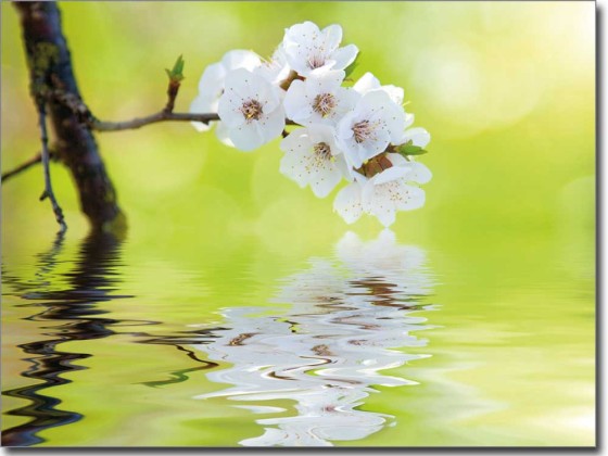 Preview: Erfrischende Kirschblüte