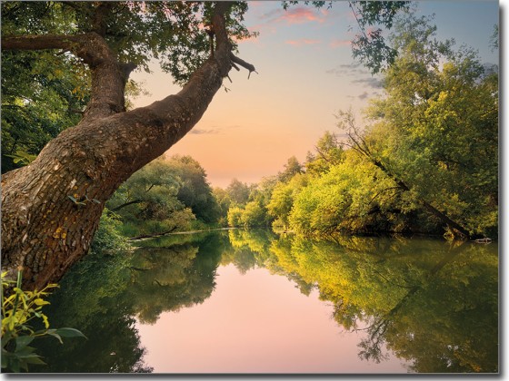 Preview: Glasbild Waldsee Preview: Glasbild Waldsee
