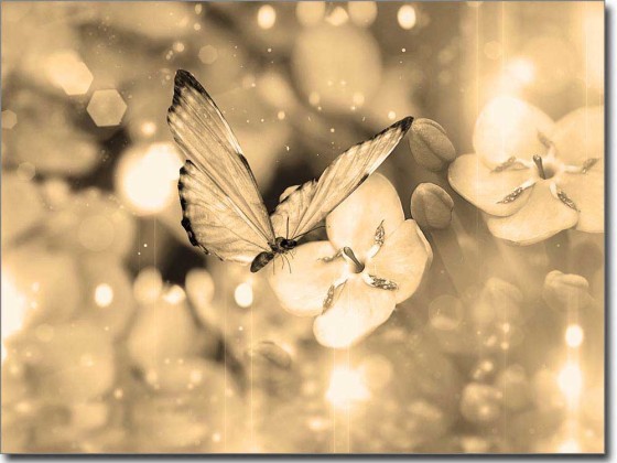 Preview: Butterfly Glasfolie Preview: Butterfly Glasfolie sepia