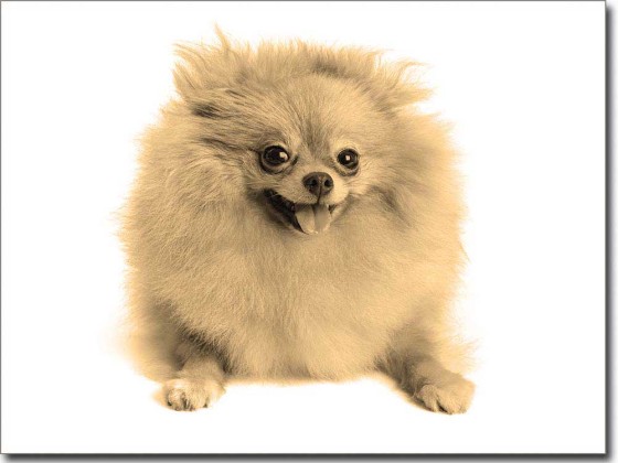 Preview: Fotofolie Spitz Baby sepia