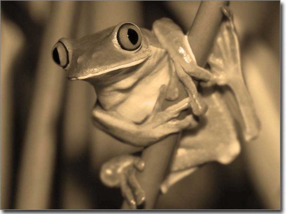 Preview: Folie für Glas mit Frosch