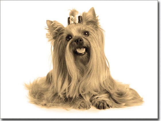 Preview: Fotofolie für Glas Yorkshire Terrier Preview: Fotofolie für Glas Yorkshire Terrier sepia